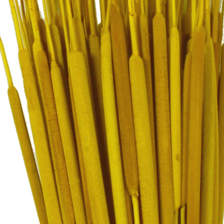 Schilfkolben Medium in Gelb ( VE 100 )
