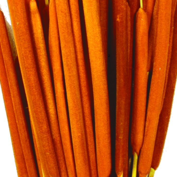 Schilfkolben medium in Orange ( VE 100)