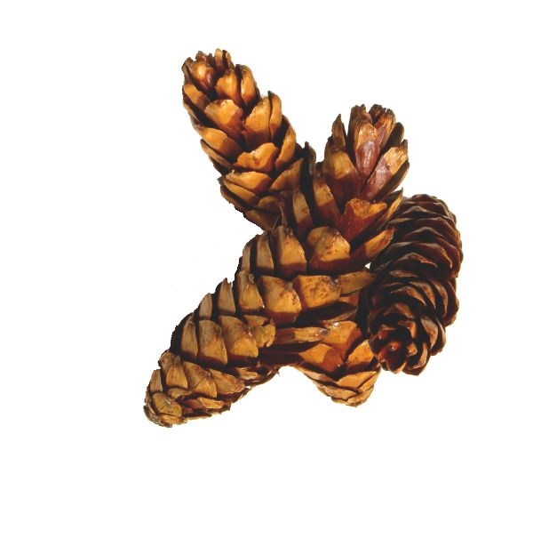 Strobus Zapfen Natur lackiert ( Ø 15-20cm ) (300 Stück)