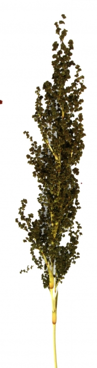 Palmiet Vlei Zweig gefärbt in Grün (30 Stück)