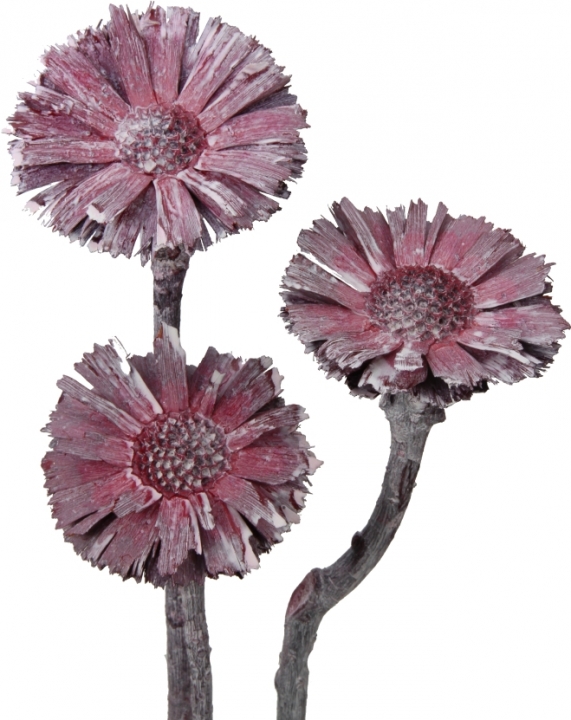 Protea geschnitten Medium in Frosted Pink Erika ( 40 Stk. )