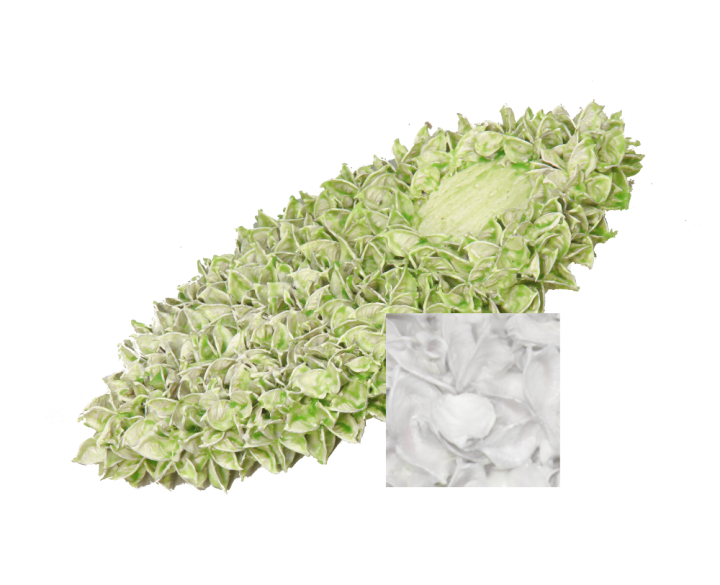 Baumwollfrucht Elipse gewachst Creme Weiß ( ca. 40cm ) (6 Stück)