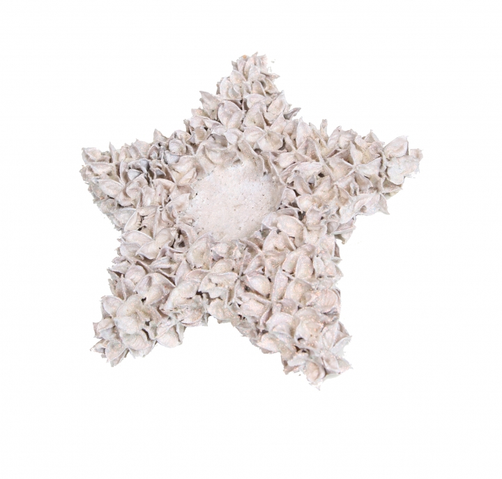 Baumwollfrucht Stern gewachst in Creme Weiß ( ca. 30cm ) (6 Stück)