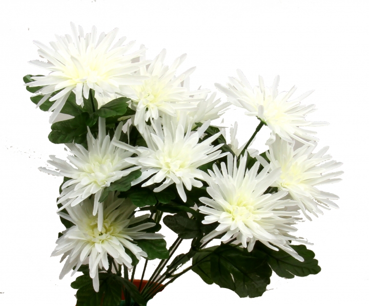 Strahlenchrysanthemen-Strauß Weiß (12 Stück)