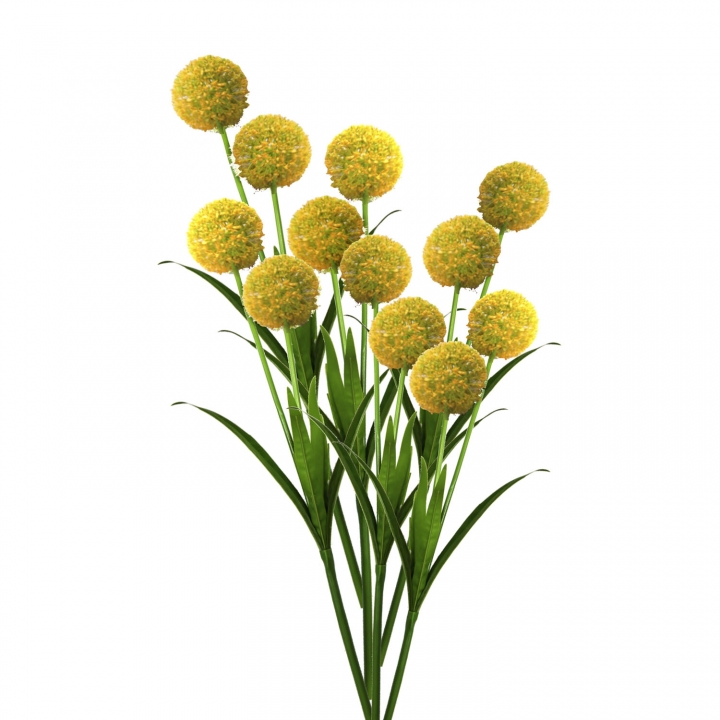 Allium / Zierlauch mit Stiel in Gelb ( Kopfgröße ca. 10cm ) (12 Stück)