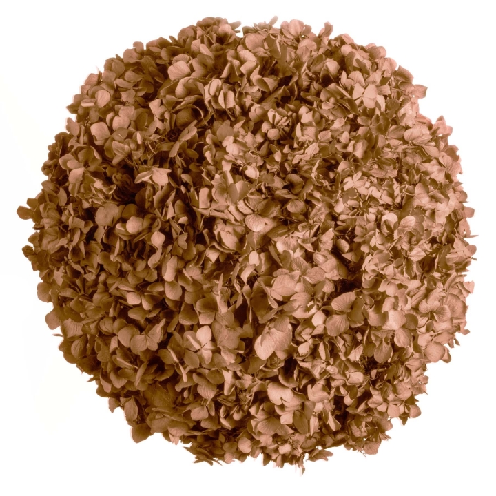 Moosball mit Hortensien Creme/Rosé ca. Ø 50 cm