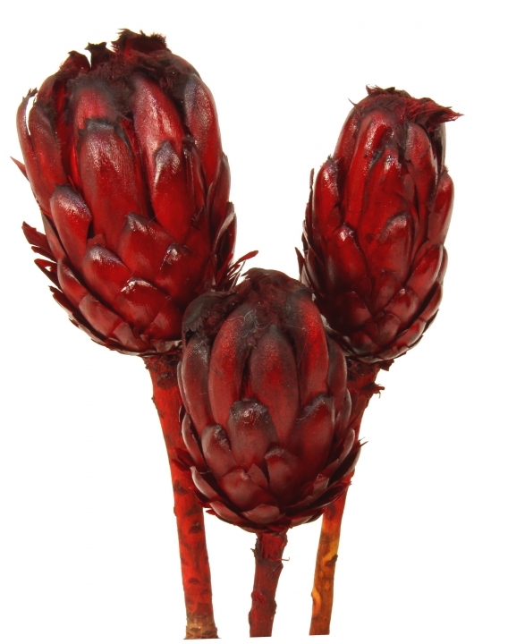 Repens Grandiceps mit Stiel Dark-Red lackiert ( 30 Stück )