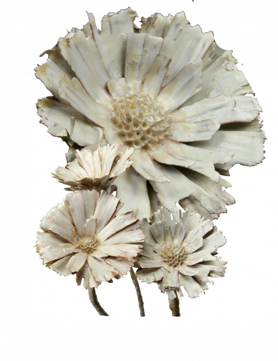 Protea geschnitten Gewachst in Creme Weiß ( 40 Stück )