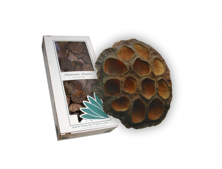 Lotus Kolben groß in Natur (ca. 7-9cm) (100 Stück)