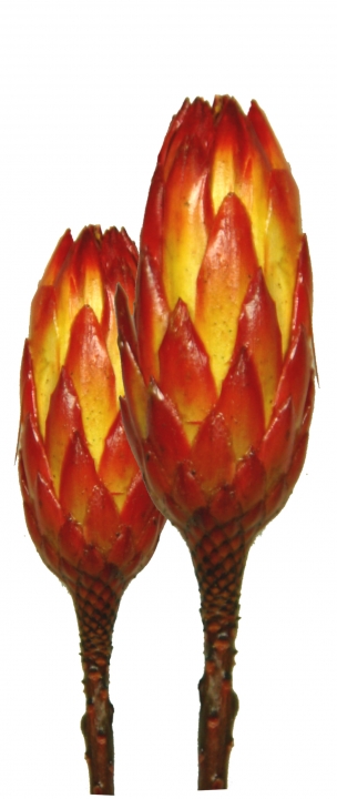 Protea Repens Groß Rot - Gelb gewachst ( 50 Stück )