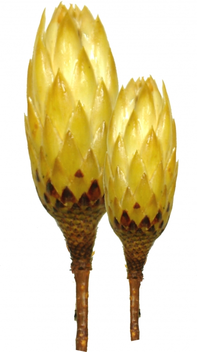 Protea Repens Groß Gold-Gelb gewachst 1+ ( 50 Stück )