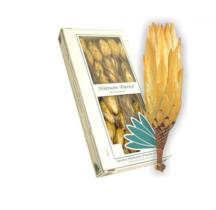 Protea Repens Klein Gold - Gelb 1. Wahl ( 50 Stück )