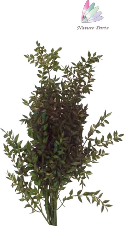 Ruskus Zweig gefärbt in Grün ( 250g )