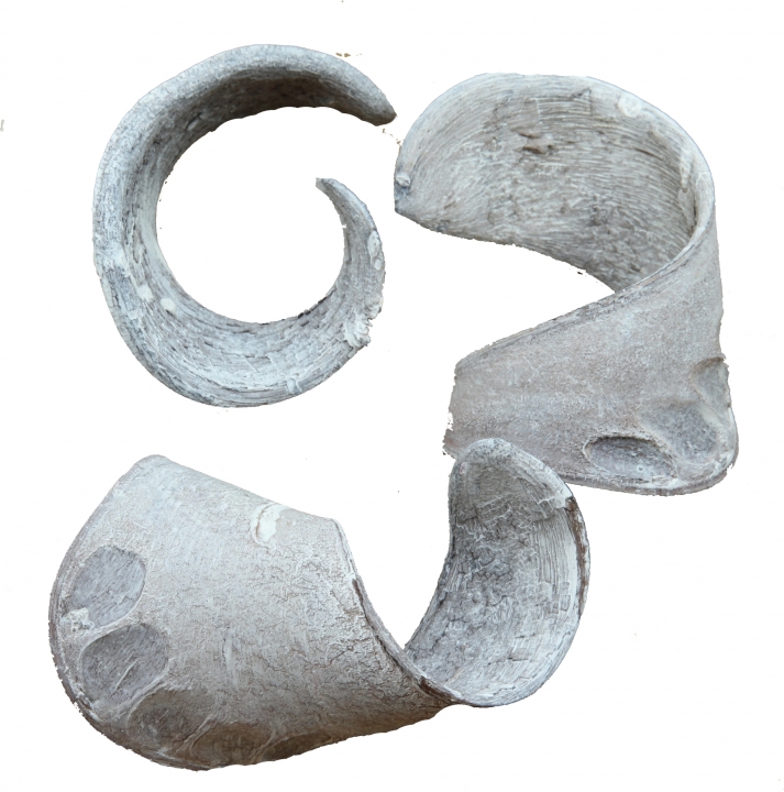 Elephant Ears in Stonewashed ( 60 Stück )