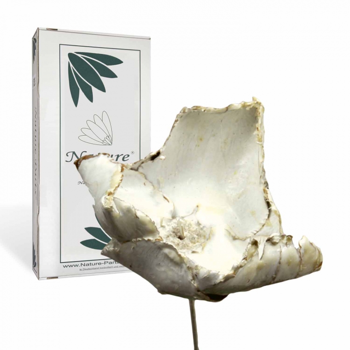 Palm Cup am Stiel gewachst in Creme Weiß  (40 Stück)
