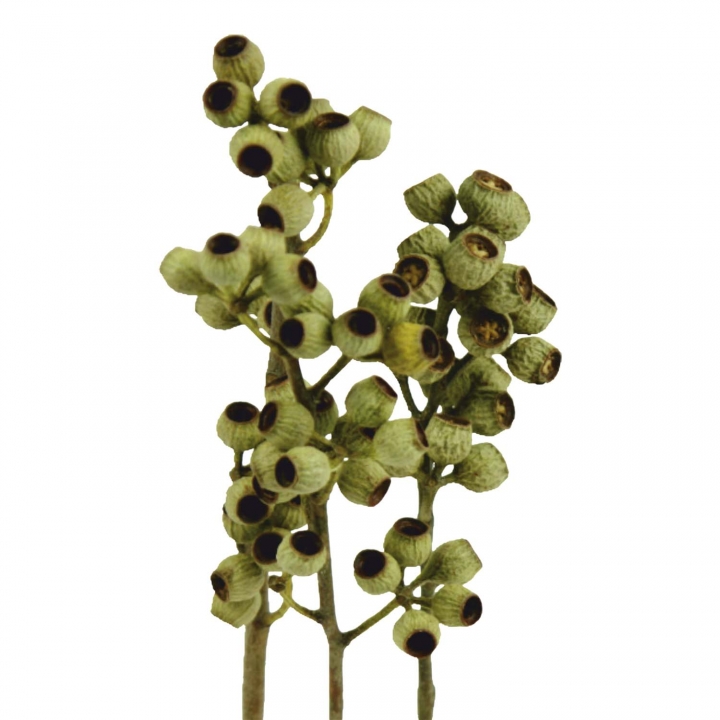 Eukalyptus Zweig mit Stiel Natur 1+ ( 50 Stück )
