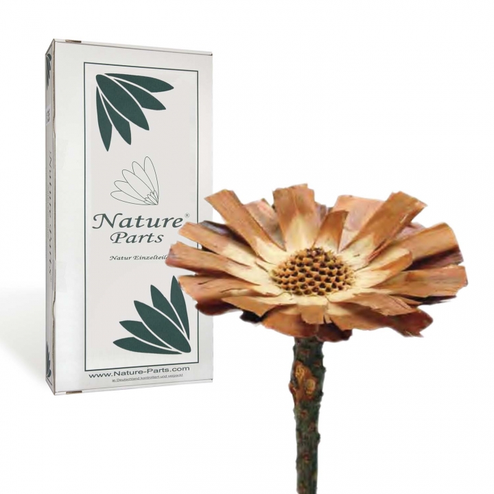 Protea geschnitten Medium in Natur ( 40 Stück )