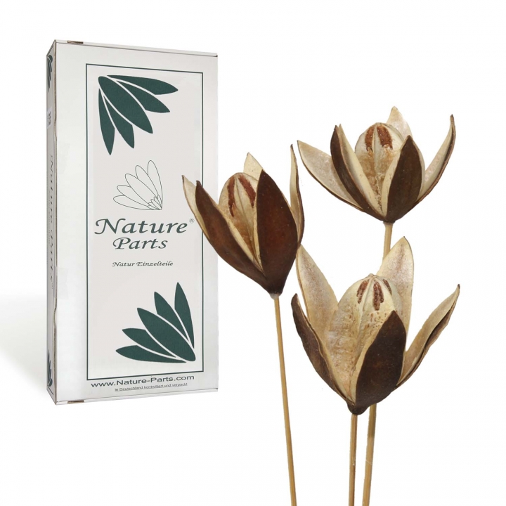 Wildlilie am Stiel in Natur ( 50 Stück )