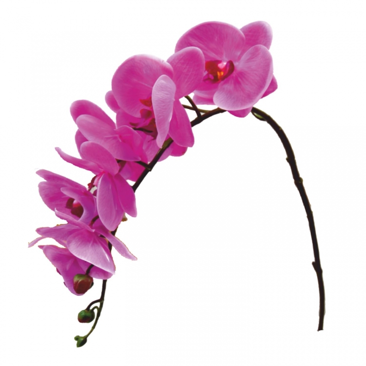 Sortiment Orchideen Zweig gummiert im 4fach Farbmix ( ca. 65cm )