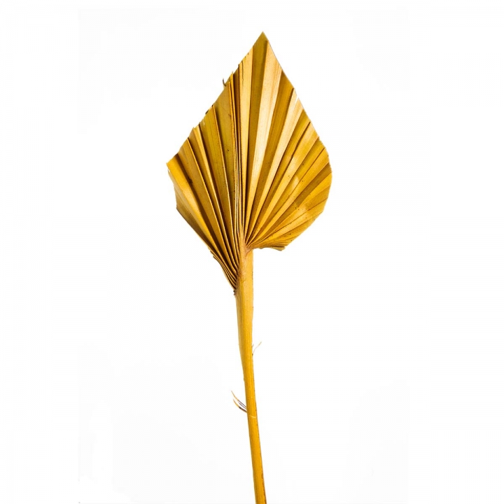 Palm Spear Mini in Gelb ( 100 Stück )