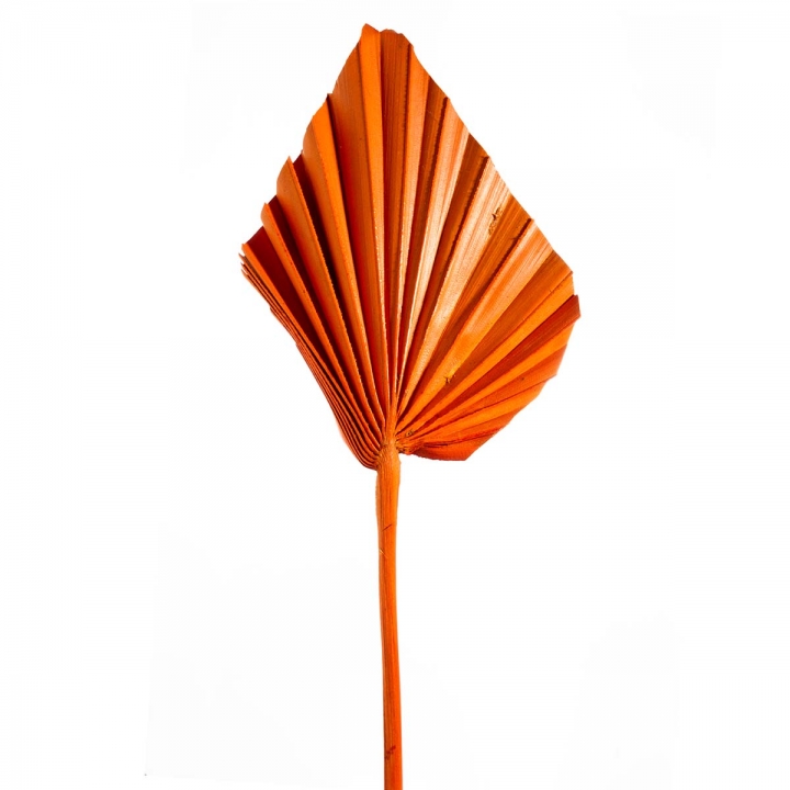 Palm Spear in Orange ( 50 Stück )