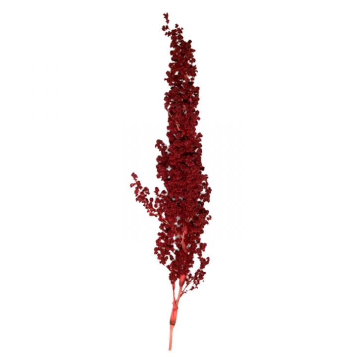 Palmiet Vlei Zweig gefärbt in Rot   (30 Stück)