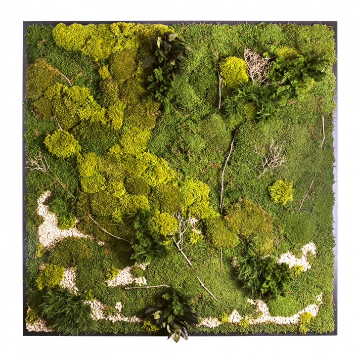 Moosbild ´Plateau mit versch. Moosen´ 200 x 200 cm Pflanzen & Moos Mix auf Holzfaserplatte anthrazit