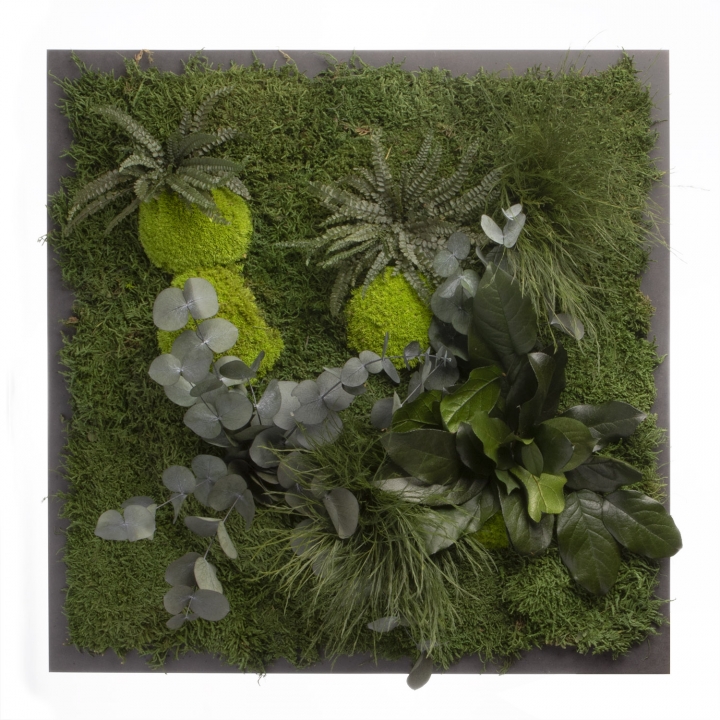 Moosbild ´Pflanze´ 55 x 55 cm auf Holzfaserplatte anthrazit