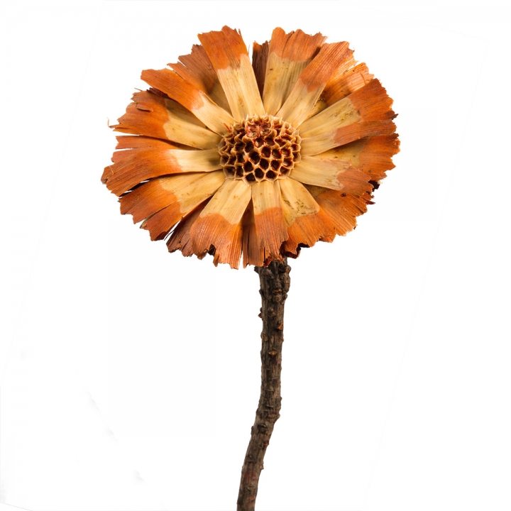 Protea geschnitten Small in Sulphured (geschwefelt) ( 50 Stück )