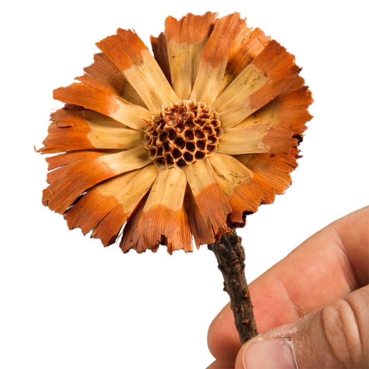 Protea geschnitten Small in Sulphured (geschwefelt) ( 50 Stück )