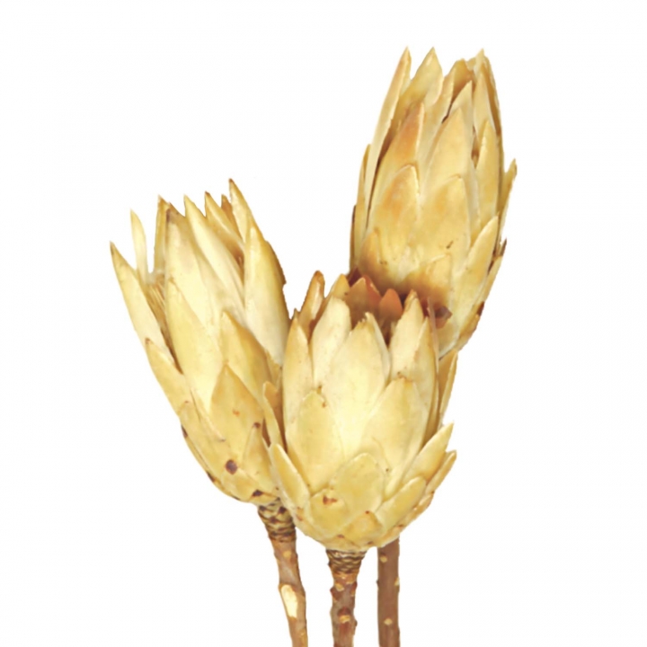 Protea Repens Groß Gold 1+ ( 50 Stück )