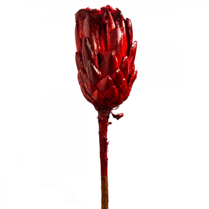 Repens Grandiceps mit Stiel Dark-Red lackiert ( 30 Stück )
