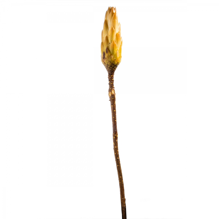 Protea Repens Groß Gold-Gelb gewachst 1+ ( 50 Stück )