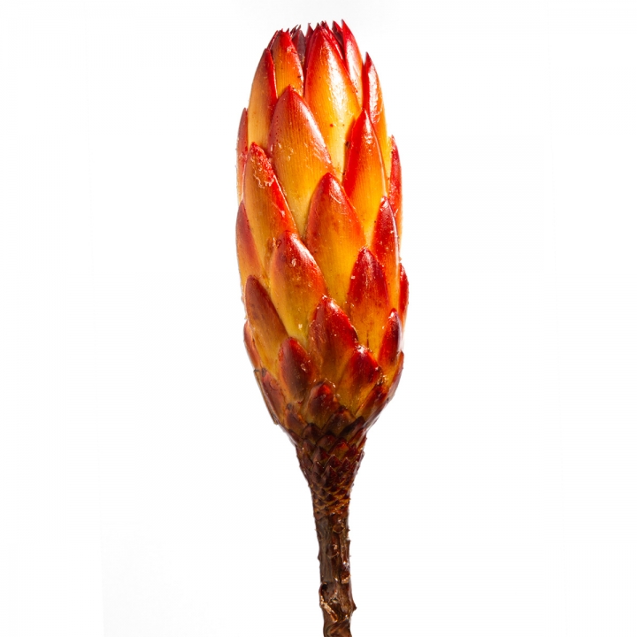 Protea Repens Groß Rot - Gelb gewachst ( 50 Stück )
