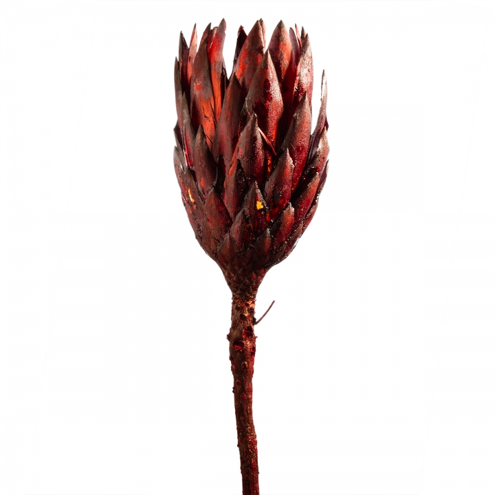 Protea Repens Groß Red - Black 1. Wahl ( 50 Stück )
