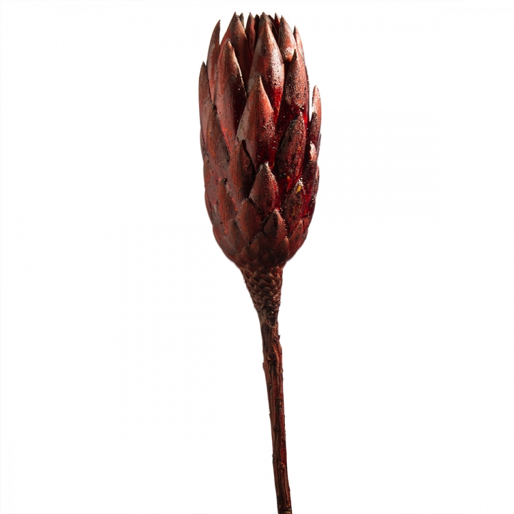 Protea Repens Groß Red - Black 1. Wahl ( 50 Stück )