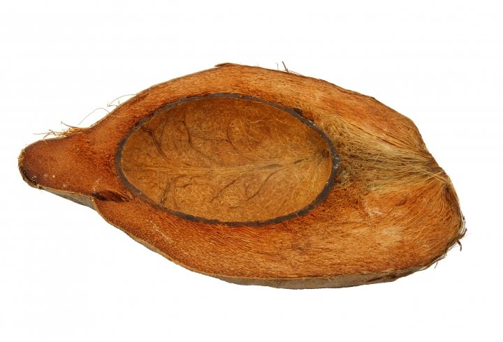 Kokosnuss halbiert lackiert ( ca. Ø 23 x 14cm, Öffnung Ø 8-10cm )