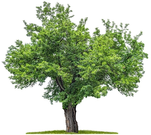 Maulbeerbaum Kordel Schnur in Weiß [Ø 6-8mm Länge 10m]
