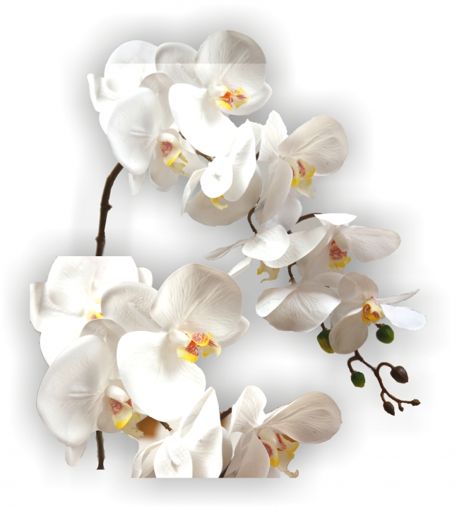 Orchideen Zweig gummiert in weiß ( ca. 65cm )