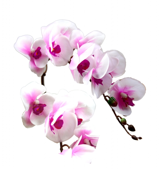 Orchideen Zweig gummiert in weiß / lila ( ca. 65cm )