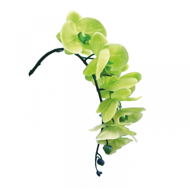 Orchideen Zweig gummiert in grün ( ca. 65cm )