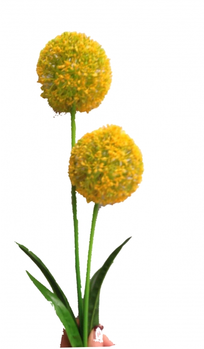 Allium / Zierlauch mit Stiel in Gelb ( Kopfgröße ca. 10cm )