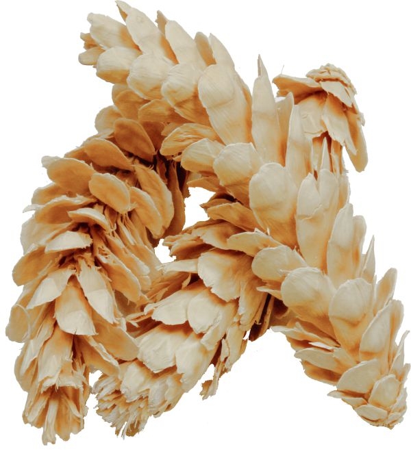 Strobus Zapfen Gebleicht ( Ø 15-20cm )