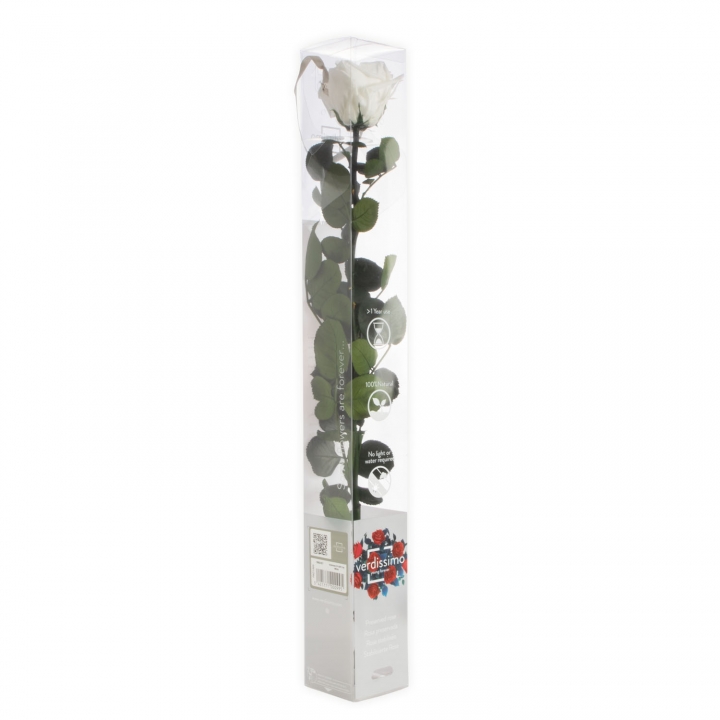 Rose ´Amarosa´ Groß ( 55cm ) Weiß mit Stiel in transparenter Geschenkbox