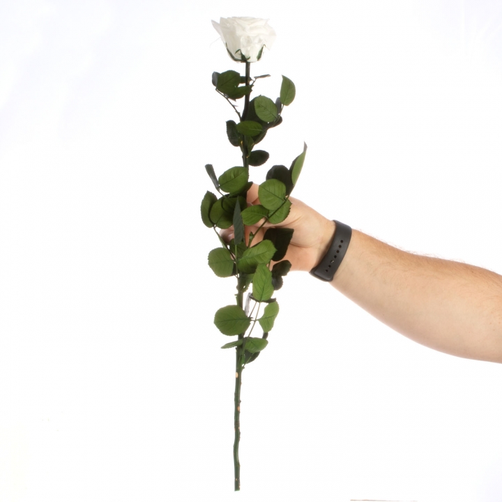 Rose ´Amarosa´ Groß ( 55cm ) Weiß mit Stiel in transparenter Geschenkbox
