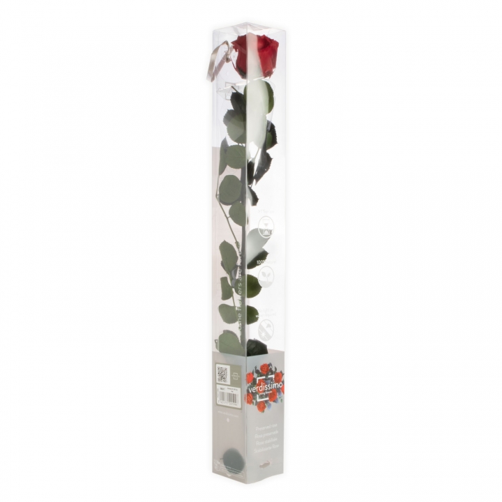 Rose ´Amarosa´ Groß ( 55cm ) Rot mit Stiel in transparenter Geschenkbox