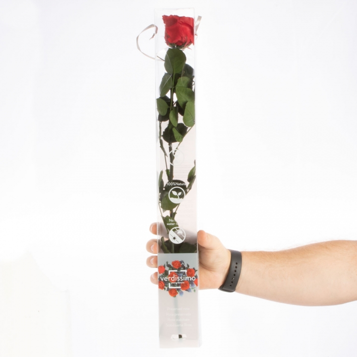Rose ´Amarosa´ Groß ( 55cm ) Rot mit Stiel in transparenter Geschenkbox