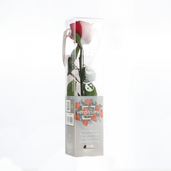 Rose ´Amarosa´ Klein ( 27,5cm ) Rot mit Stiel in transparenter Geschenkbox