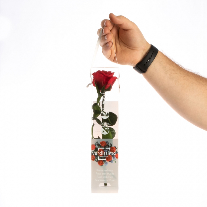 Rose ´Amarosa´ Klein ( 27,5cm ) Rot mit Stiel in transparenter Geschenkbox