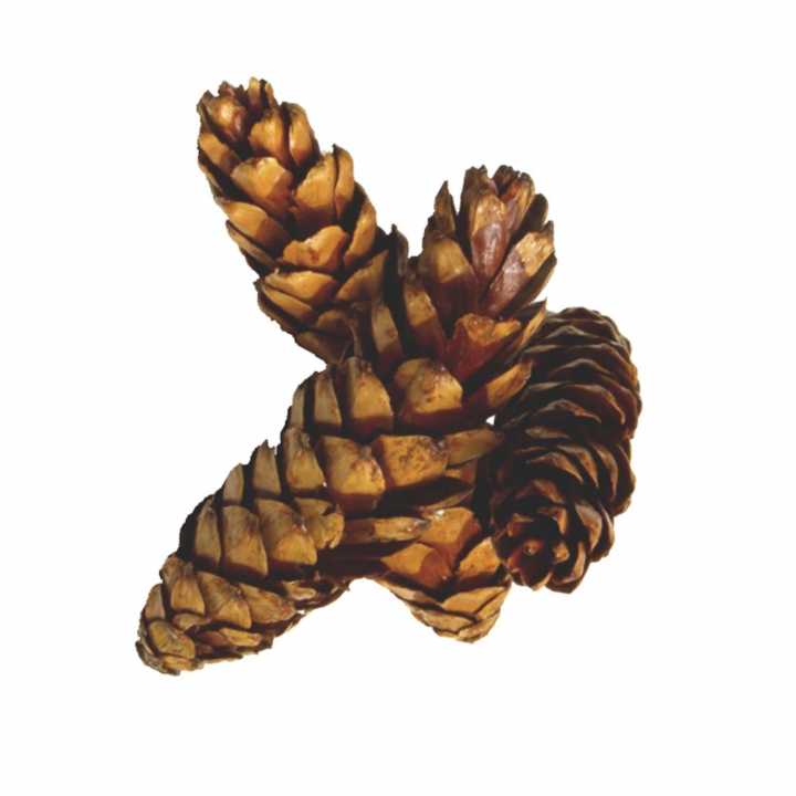 Strobus Zapfen Natur lackiert ( Ø 15-20cm - 40 Stück )